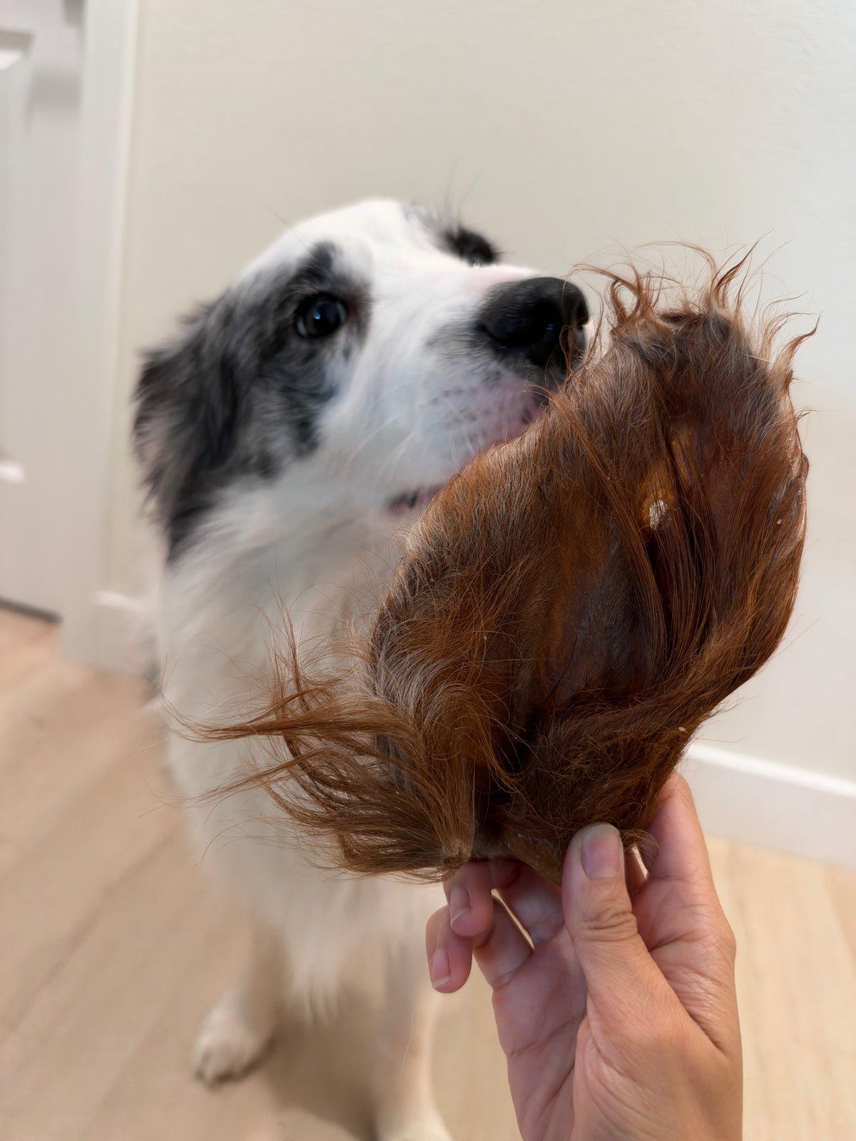 6-Piece Fur-On Chew Bundle、Fur-On Feast