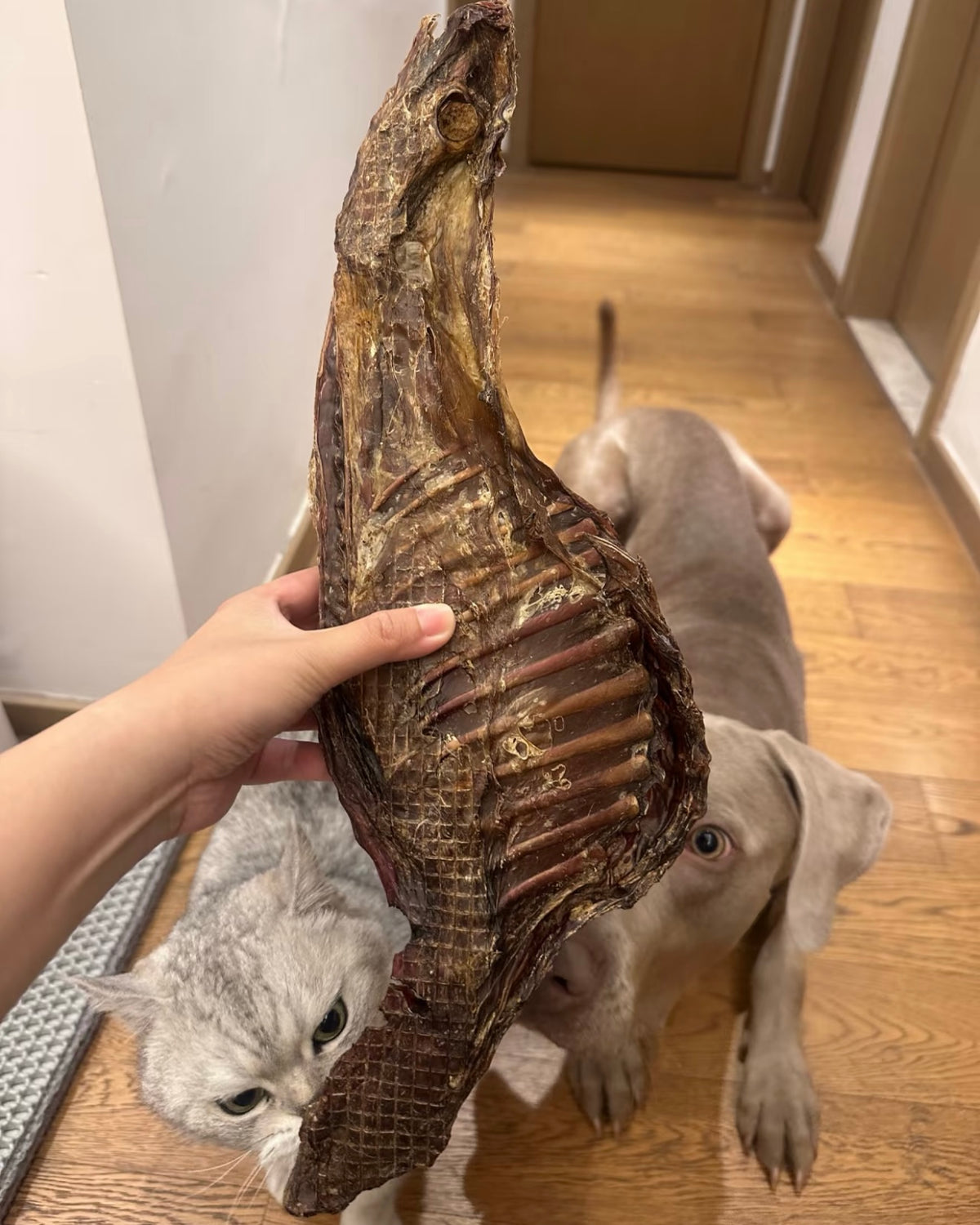 Dehydrated Lamb Rib Rack Dog Chew (18") | Single-Ingredient, Crunchy Whole Cut