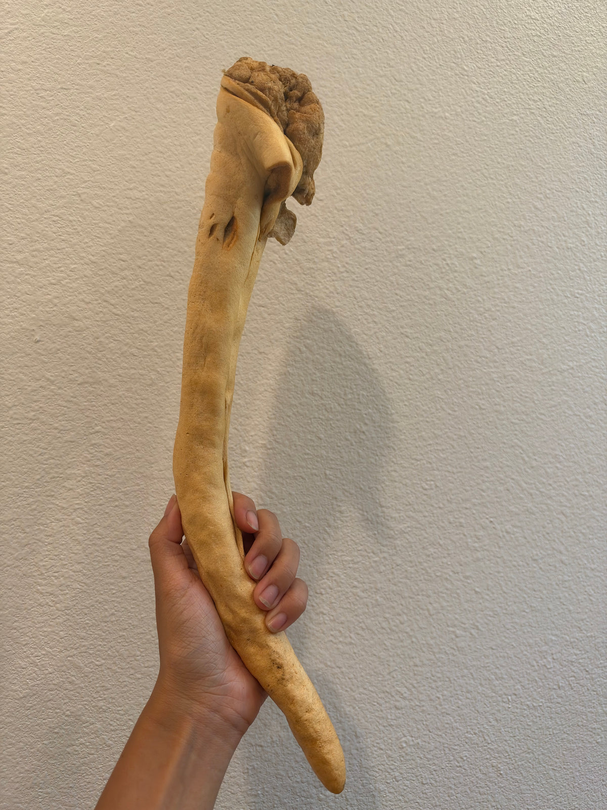 Dehydrated Whole Beef Tail (Large) | Single-Ingredient, Extra-Long Session