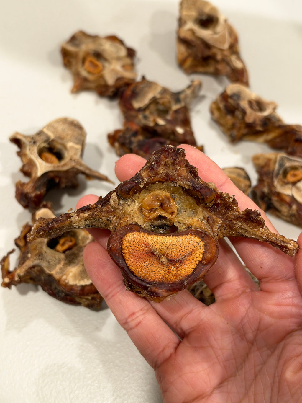 Dehydrated Beef Spine Bone Dog Chew | Single-Ingredient, Natural Segments