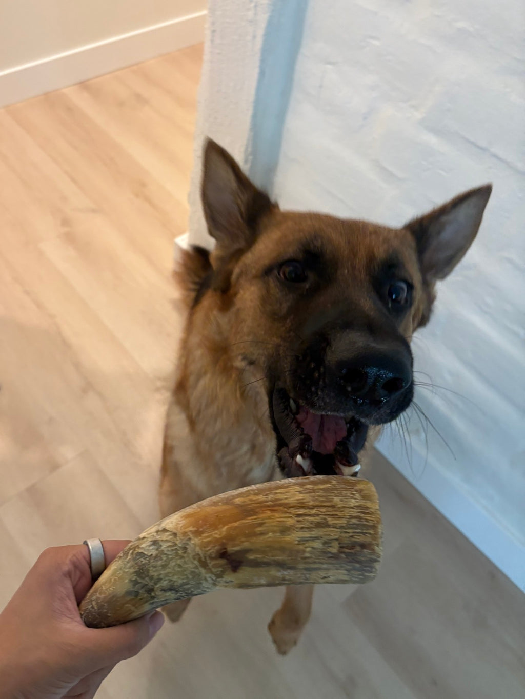 Dehydrated Beef Horn Dog Chew (Large) | Single-Ingredient, Ultra-Durable