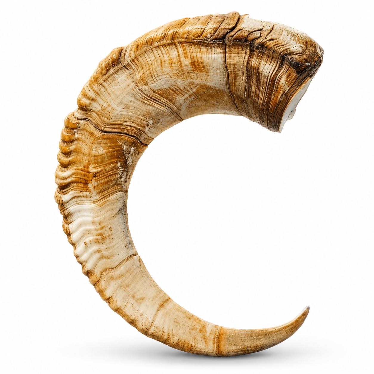 Dehydrated Goat Horn Dog Chew | Single-Ingredient, Ultra-Durable, Long-Lasting