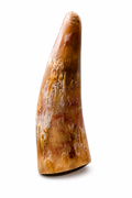 Dehydrated Beef Horn Dog Chew (Large) | Single-Ingredient, Ultra-Durable