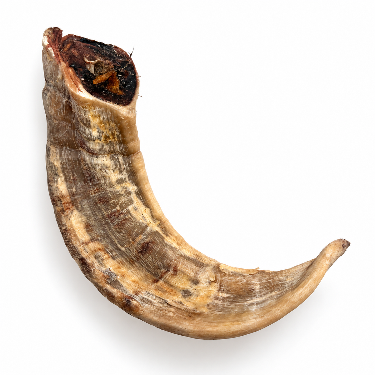 Dehydrated Goat Horn Dog Chew (Large) | Single-Ingredient, Ultra-Durable, Long-Lasting