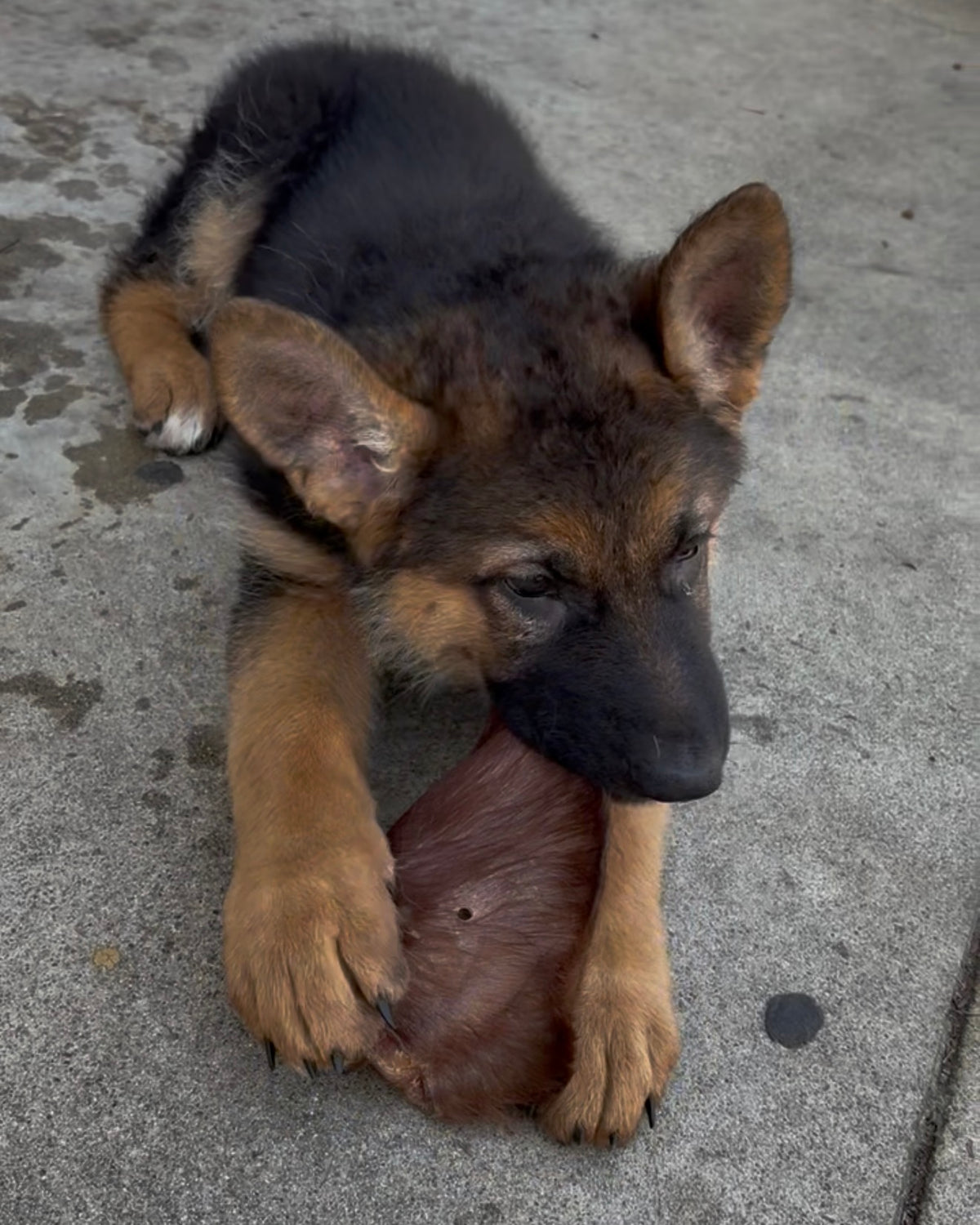 Dehydrated Cow Ear Dog Chew | Single-Ingredient, Fur-On, Natural Fiber Treat
